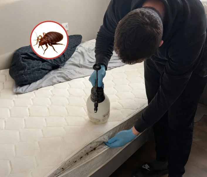 Technicien traitant un matelas contre les punaises de lit à Forges-les-Bains